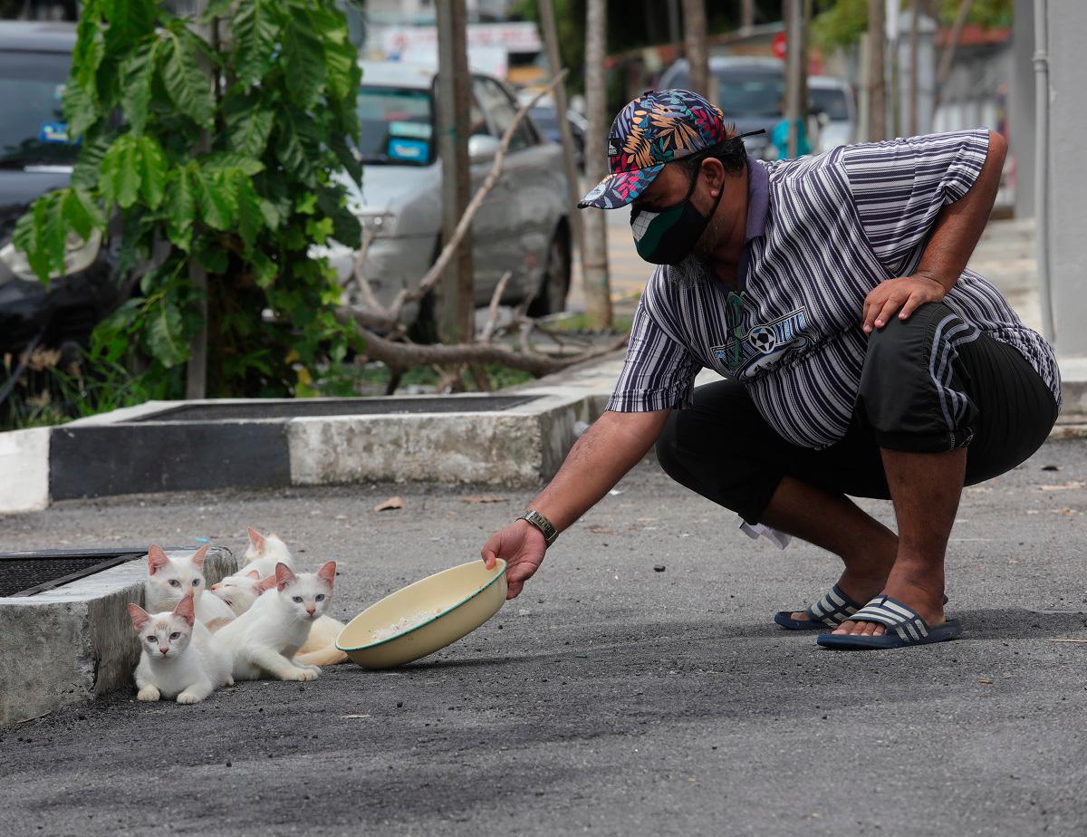 Kalaivanan said with proper policy support, Malaysia could build a humane and sustainable model for stray management that protects both people and animals. – MASRY CHE ANI/THESUN