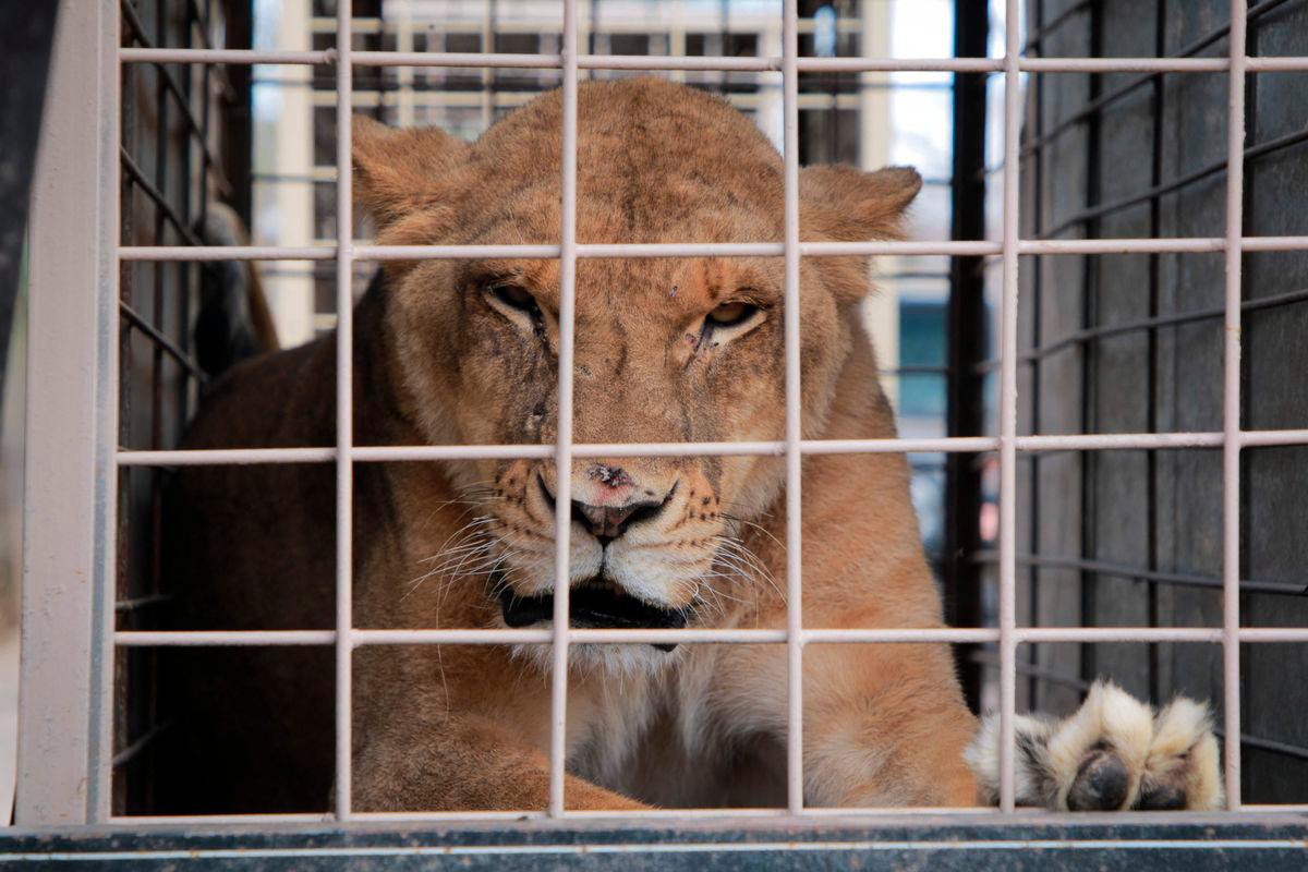 An lion is pictured as it is relocated to a ranch on the coast from Culiacan, Sinaloa state, Mexico on May 20, 2025. AFPpix