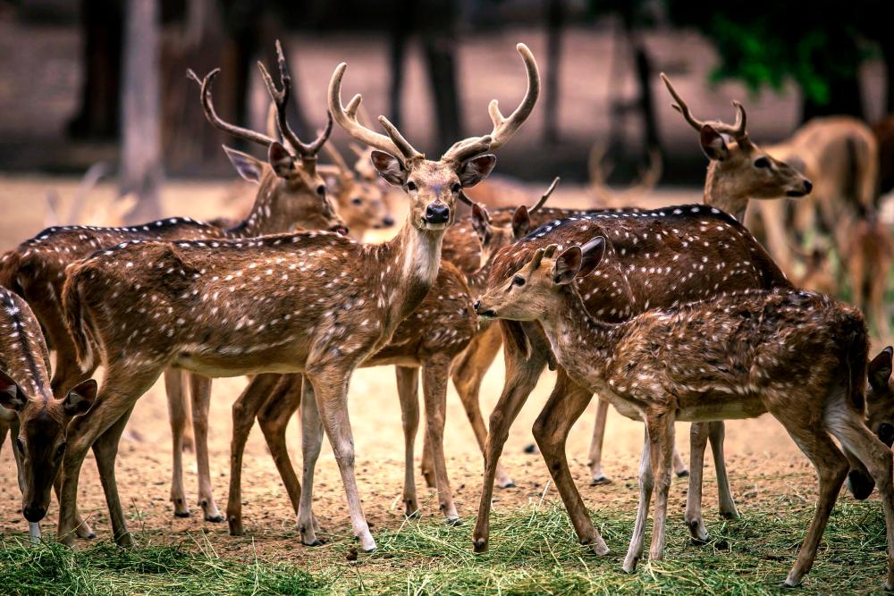 A group of Whitetail Deer (Odocoileus virginianus) is seen at the zoo in Culiacan, Sinaloa state, Mexico, on May 26, 2020. — AFP