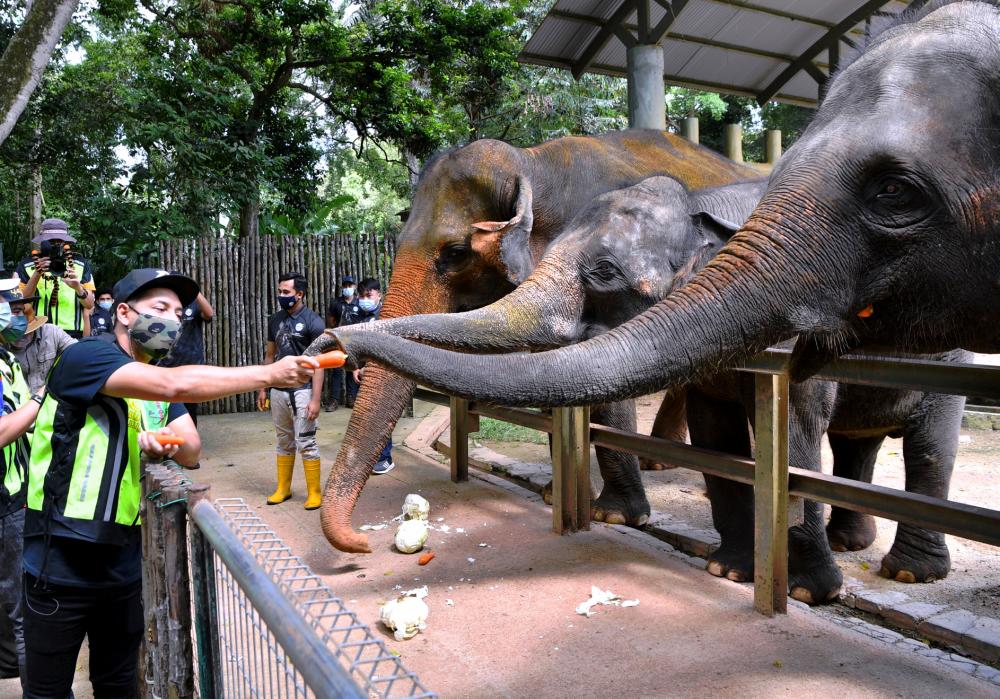 Actor Zizan Razak feeding elephants at Melaka Zoo -Bernama