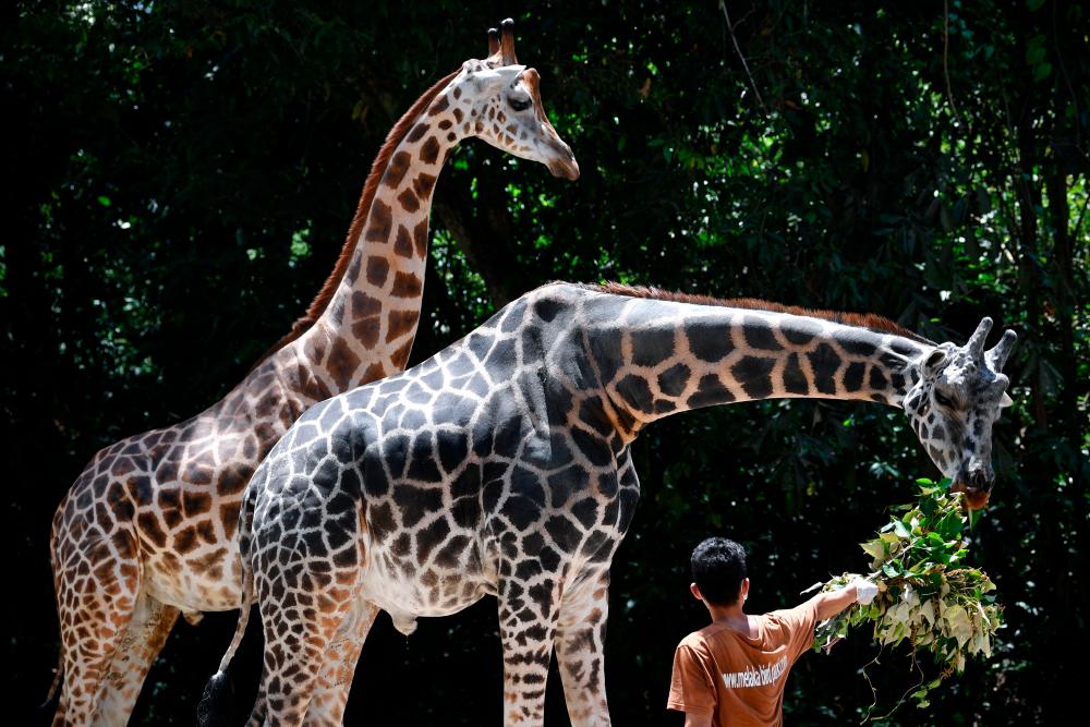 The animals in Malacca Zoo are taken care of despite zoo being closed due to movement control order. — Bernama