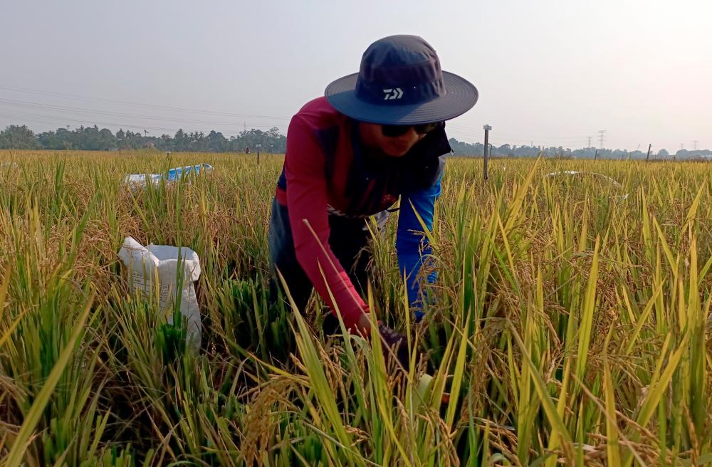 Gambar sekadar hiasan - fotoBERNAMA