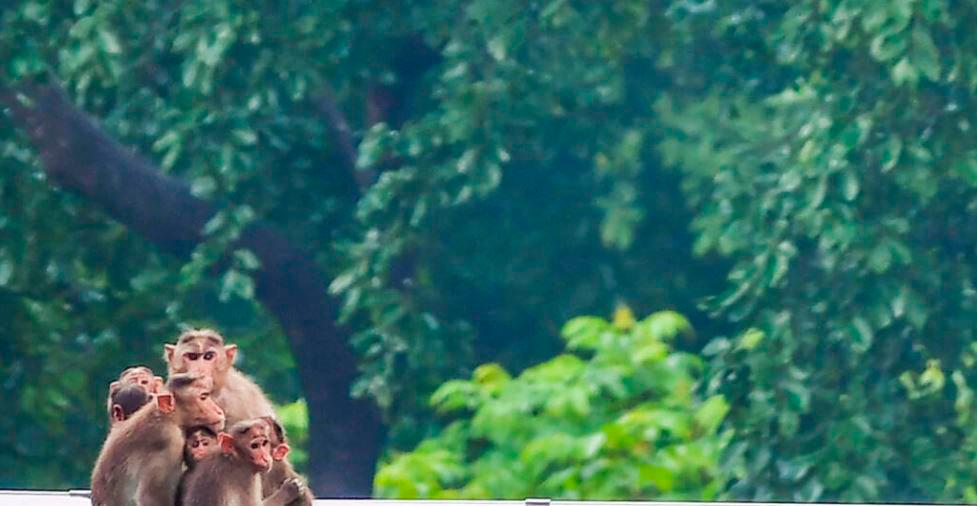 A family of rhesus macaque huddles together during a rainfall in Mumbai on June 21, 2021. AFPPIX