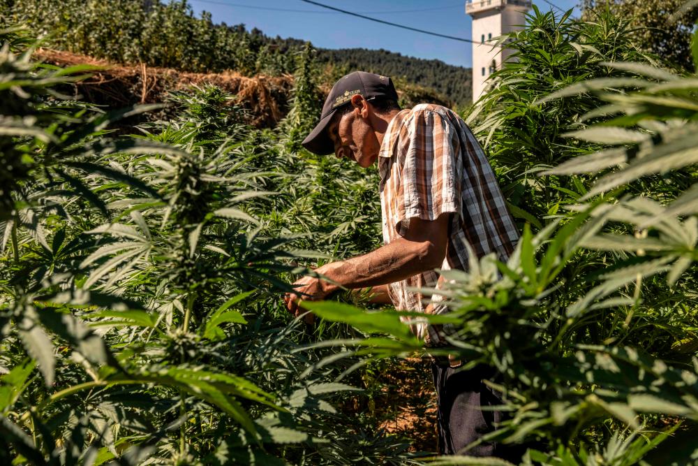 A farmer inspects plants in a cannabis field in the village of Azila in Morocco’s Ketama region at the foot of the marginalised and underdeveloped mountainous region of Rif on September 16, 2022. AFPPIX