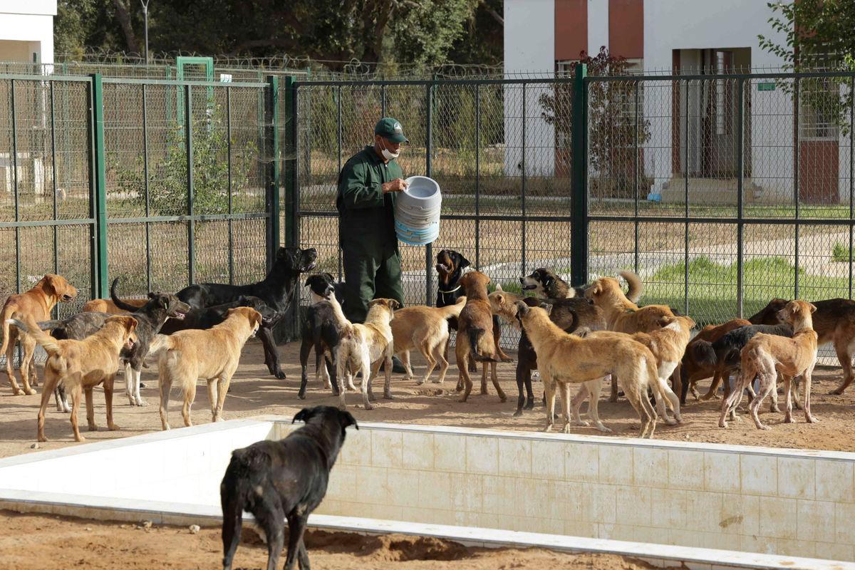 A worker feeds the dogs at the veterinary center in El-Arjat, 20 kms west of the Moroccan capital Rabat, on July 23, 2025. Animal welfare groups have accused Morocco of culling stray dogs ahead of the 2030 World Cup it will co-host. AFPPix