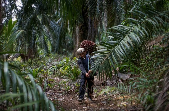 Indonesian worker Abdul Rahim Gani, 32, carries oil palm fruits at Felda Bukit Cerakah in district of Klang outside Kuala Lumpur April 16, 2014. REUTERS/Samsul Said/File Photo