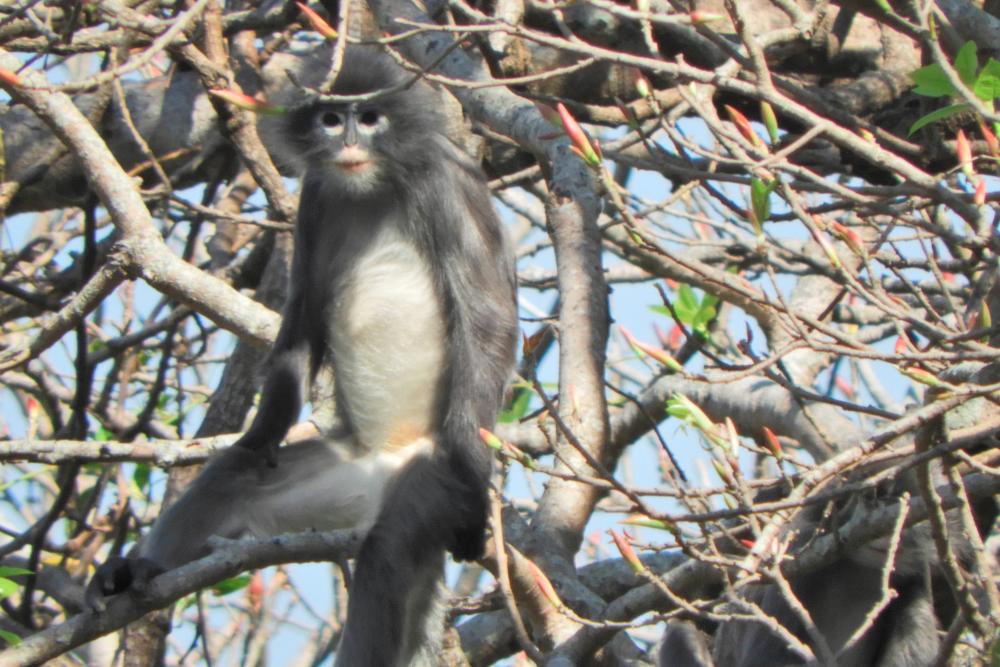 In this undated handout photo released by the German Primate Center (DPZ) on November 11, 2020, the newly discovered primate named Popa langur (Trachypithecus popa) is seen on a tree branch on Mount Popa, Myanmar. AFP / GERMAN PRIMATE CENTER / Thaung Win $!In this undated handout photo released by the German Primate Center (DPZ) on November 11, 2020, the newly discovered primate named Popa langur (Trachypithecus popa) is seen on a tree branch on Mount Popa, Myanmar. AFP / GERMAN PRIMATE CENTER / Thaung Win
