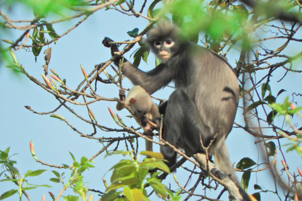 In this undated handout photo released by the German Primate Center (DPZ) on November 11, 2020, the newly discovered primate named Popa langur (Trachypithecus popa) is seen on a tree branch on Mount Popa, Myanmar. / AFP / GERMAN PRIMATE CENTER / Thaung Win