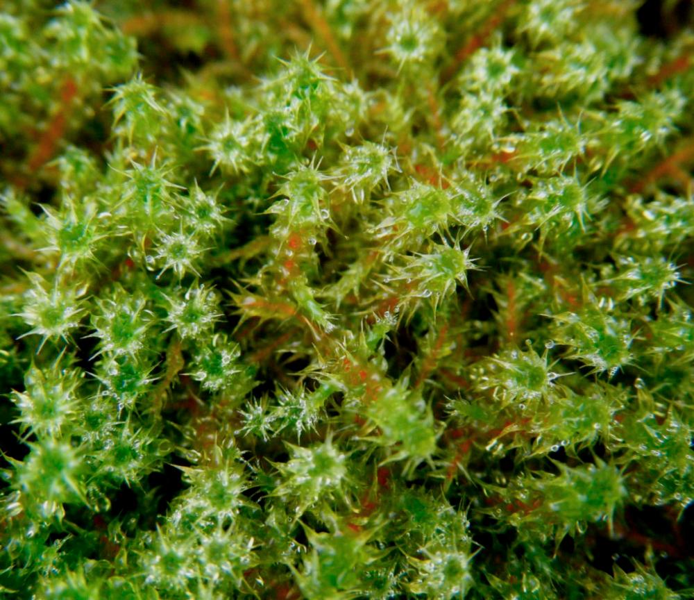$!Springy Turf moss commonly found in UK lawns, grows most prominently in heavily-grazed pastures and on routinely mowed golf course fairways. – NATURESPOT