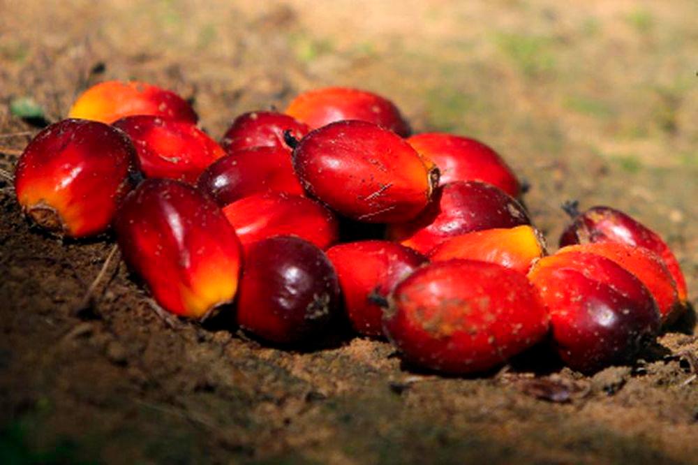 Gambar Hiasan Sahaja: minyak kelapa sawit - BERNAMA