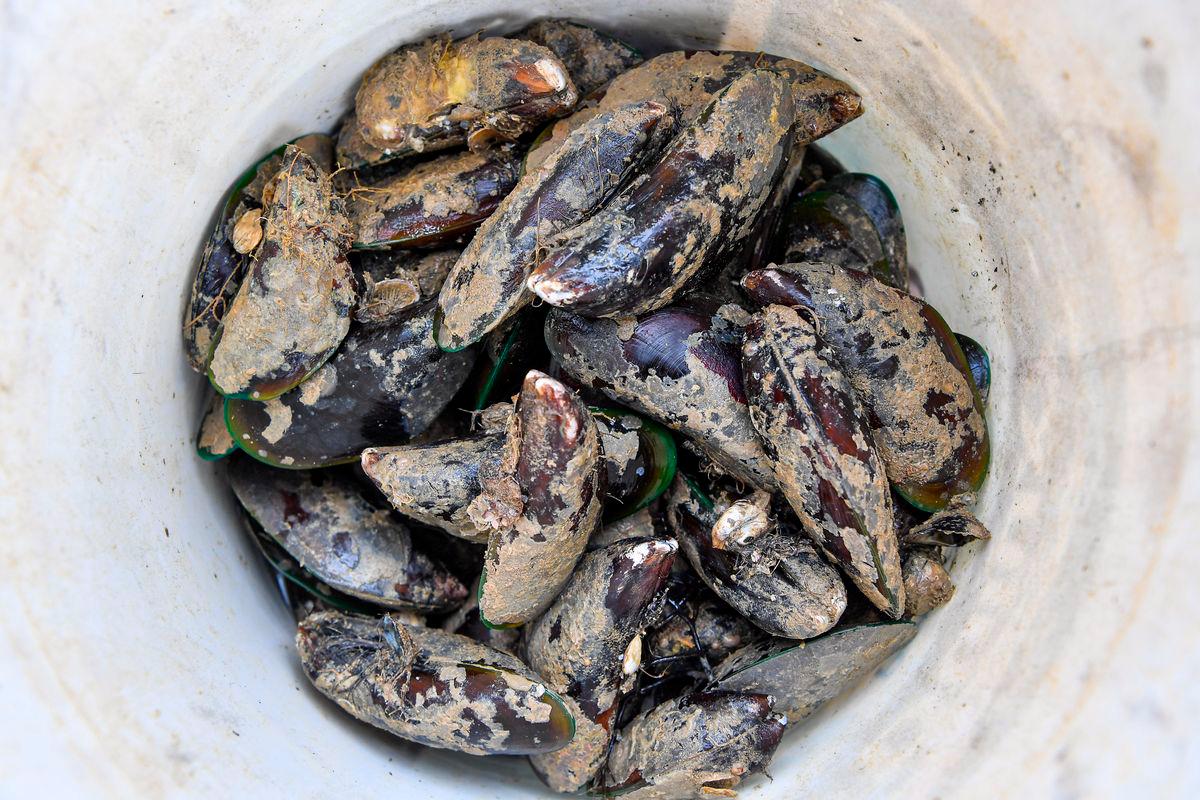Kupang Port Dickson belum selamat dimakan, sampel ketiga diambil