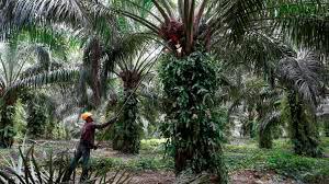 Sustainability is crucial in the local palm industry.