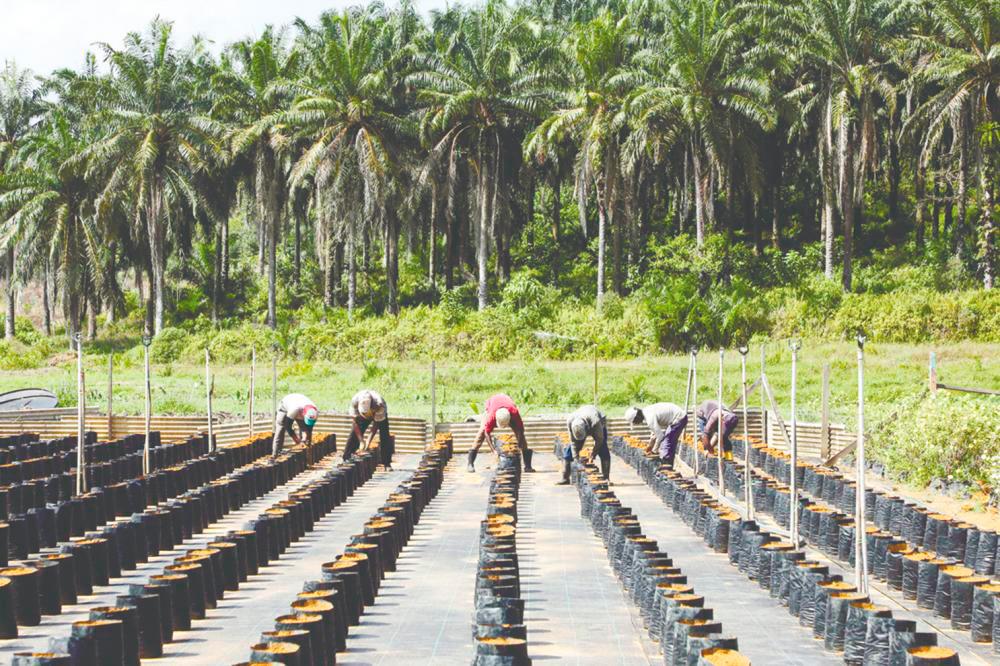 Workers planting oil palm seeds at an oil palm plantation in Slim River. Inter-Pacific Securities head of research Victor Wan says that when worker shortage issues have been addressed, it will translate into higher production and alleviate the supply-demand mismatch. – REUTERSpix