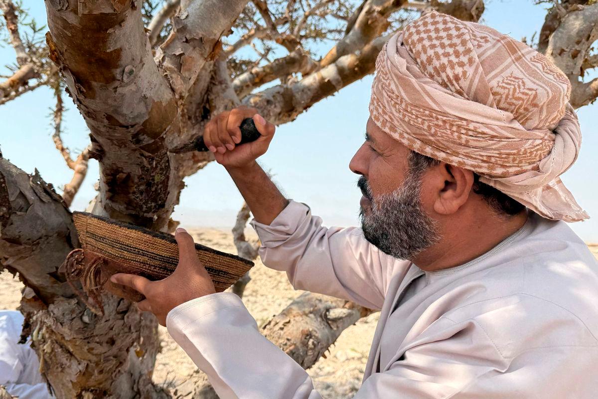 A harvester collects frankincense resin from a Boswellia tree, in the Dawkah valley in Oman’s southern Dhofar region, on July 27, 2025. The Dawkah valley is one of the rare places in the world where the Boswellia tree grows. Since 2000, it has been a UNESCO World Heritage Site as part of the Land of Frankincense listing, along with Khor Rori, Al Baleed and Shisr. (Photo by MAHA LOUBARIS / AFP)