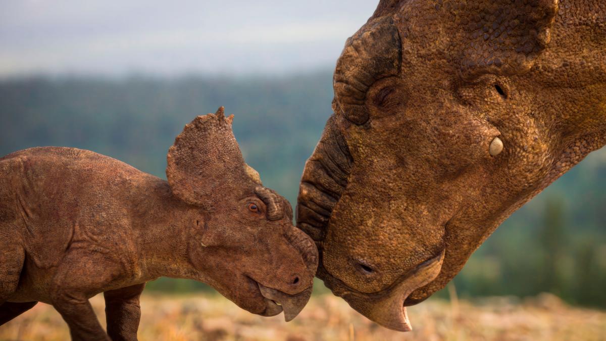 A Pachyrhinosaurus comforting its toddler. $!A Pachyrhinosaurus comforting its toddler.