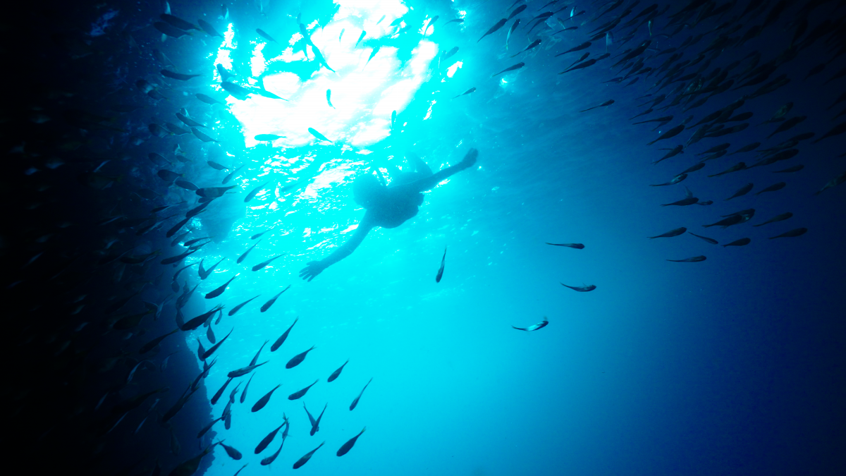 Fishes swimming towards Song. $!Fishes swimming towards Song.