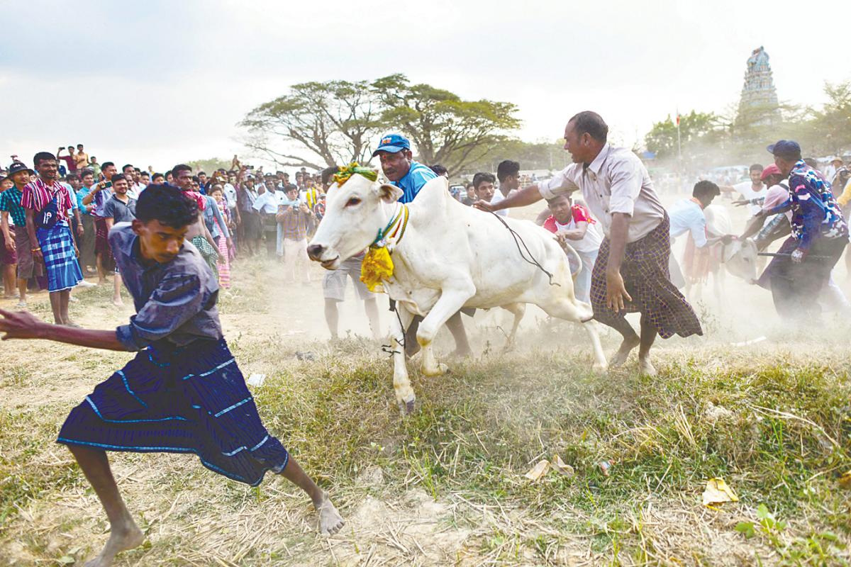 In India, since just one state legalised jallikattu in 2017, at least 136 men and children have been killed and thousands more have been injured. – AFPpix