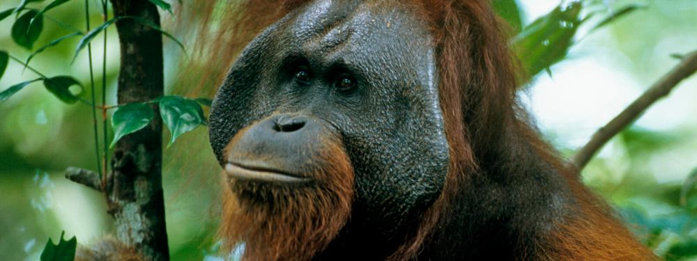 $!The Bornean Orangutan. – Worldwildlife.org