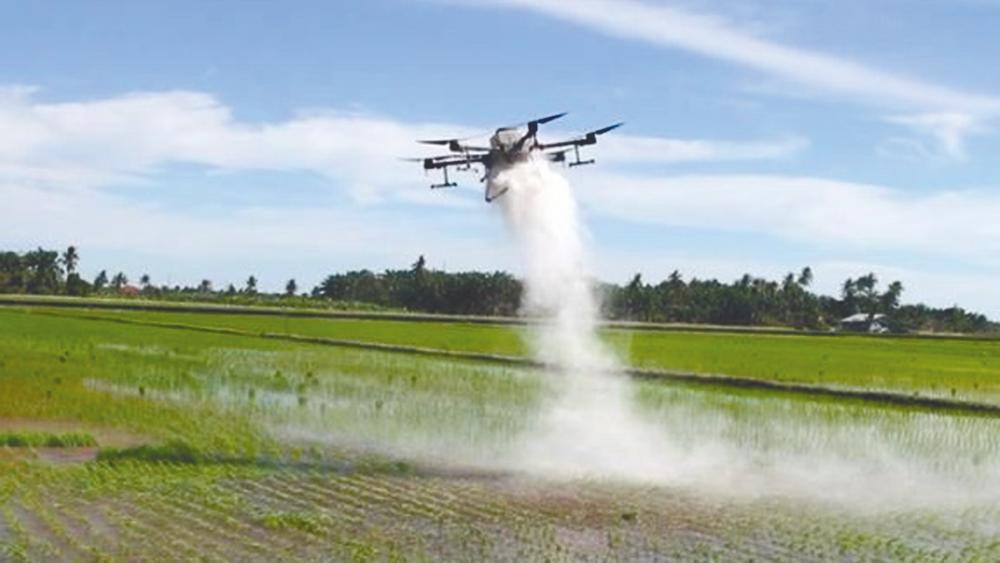 The use of T20 drone technology in the fields further accelerates the fertilising process as well as pest and disease control by farmers. – FGV pix