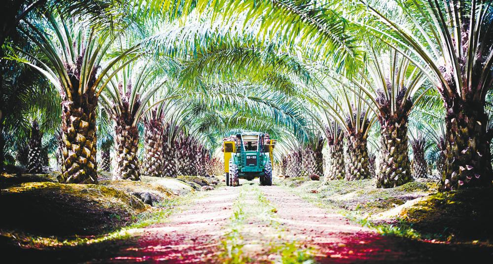 Plantation is one of Kulim’s core business operations. The group wants to expand its agribusiness to include an integrated value chain of oil palm and cash crops. – Kulim (M) website pix