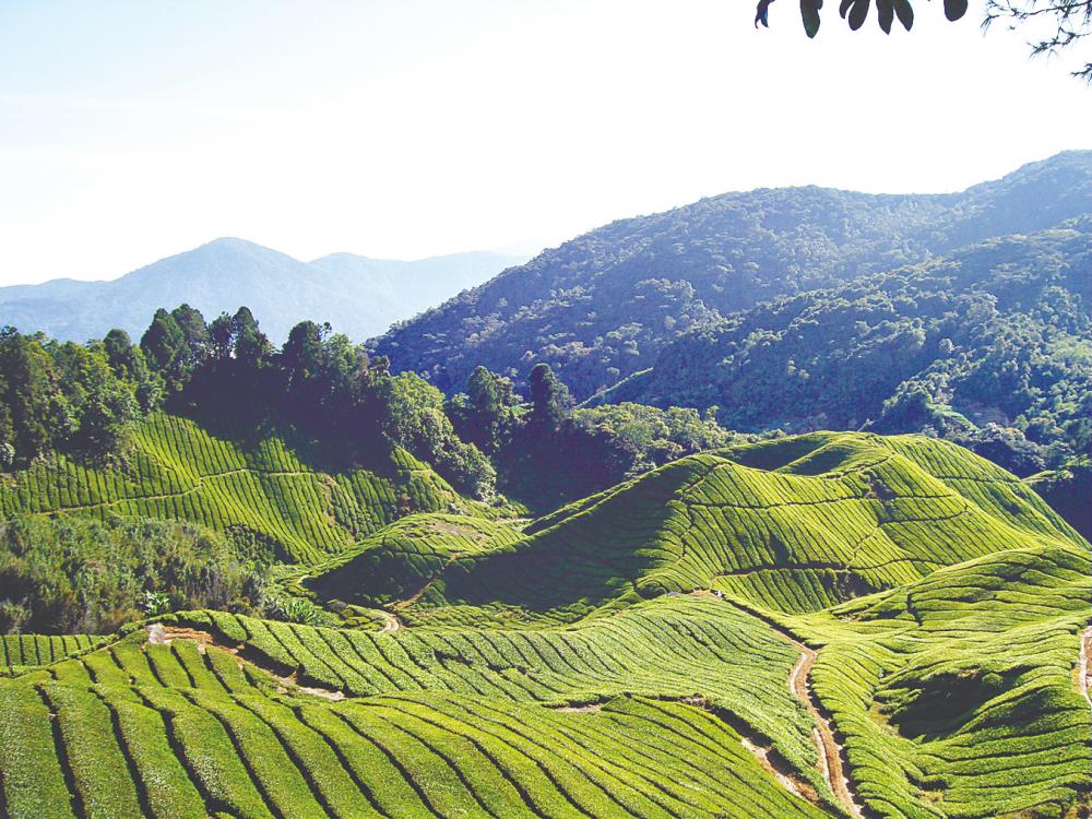 Cameron Highlands deserves to be marketed more, especially to niche tourists seeking green destinations with distinctive, charming attractions.