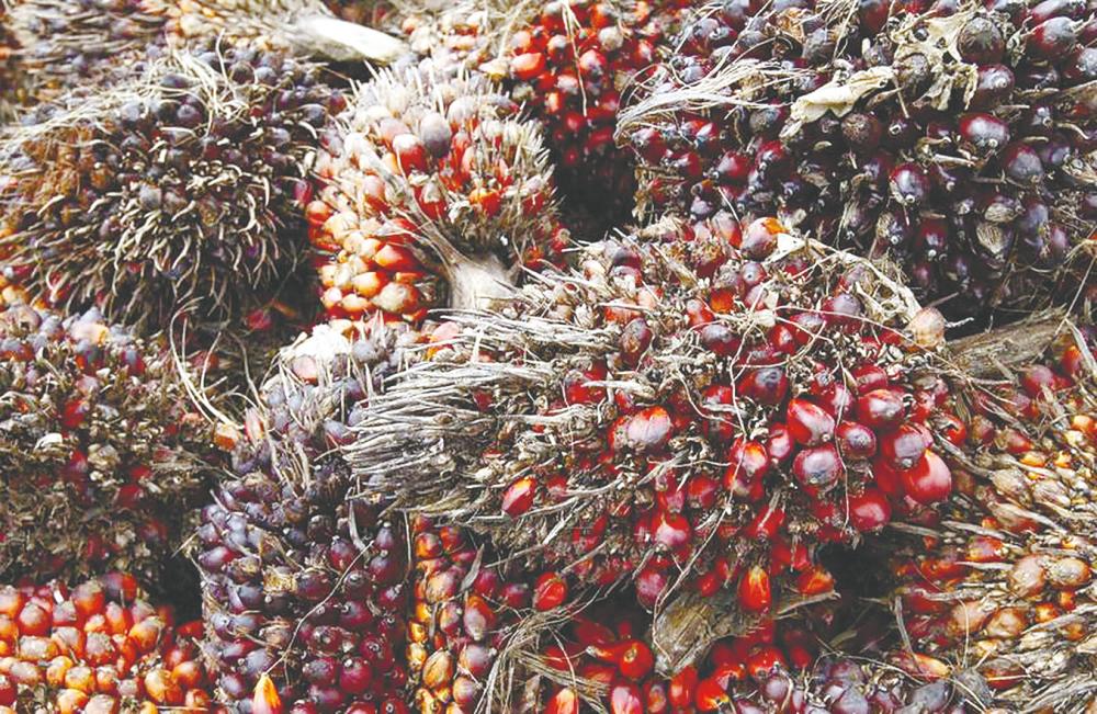 Production of palm oil and kernel produced in the country were set low enough to please the officials, but the costs of production were high. – REUTERSPIC