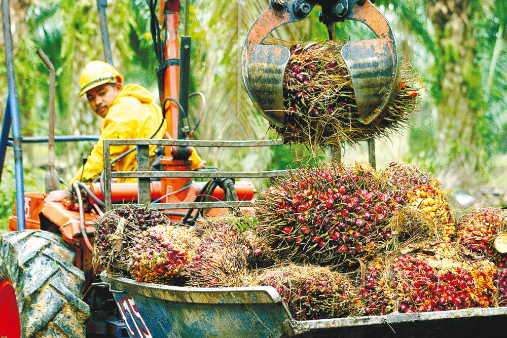 Harvesting of oil palm fresh fruit bunches using a grabber. Given its automation efforts, the group believes that dependency on labour can be reduced to one worker to 20 hectares within two to three years.