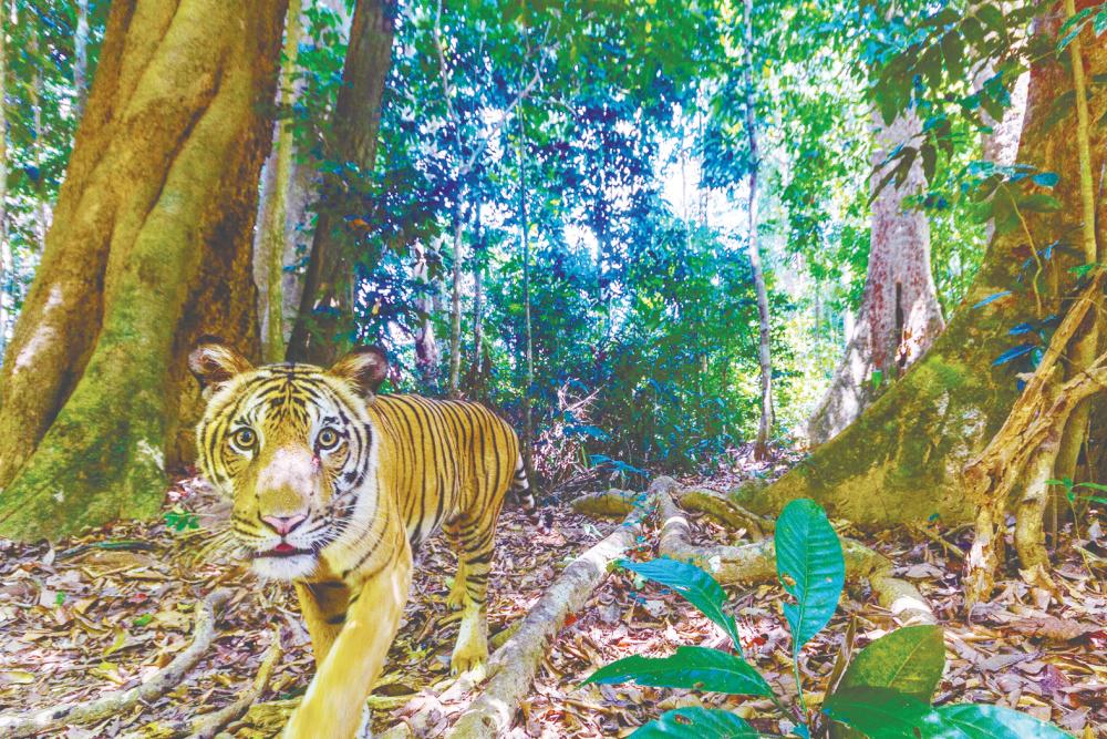 Saving the Malayan tiger is not just about conserving a species; it is about preserving the very fabric of our nation. – IMAGE CREDIT: EMMANUEL RONDEAU