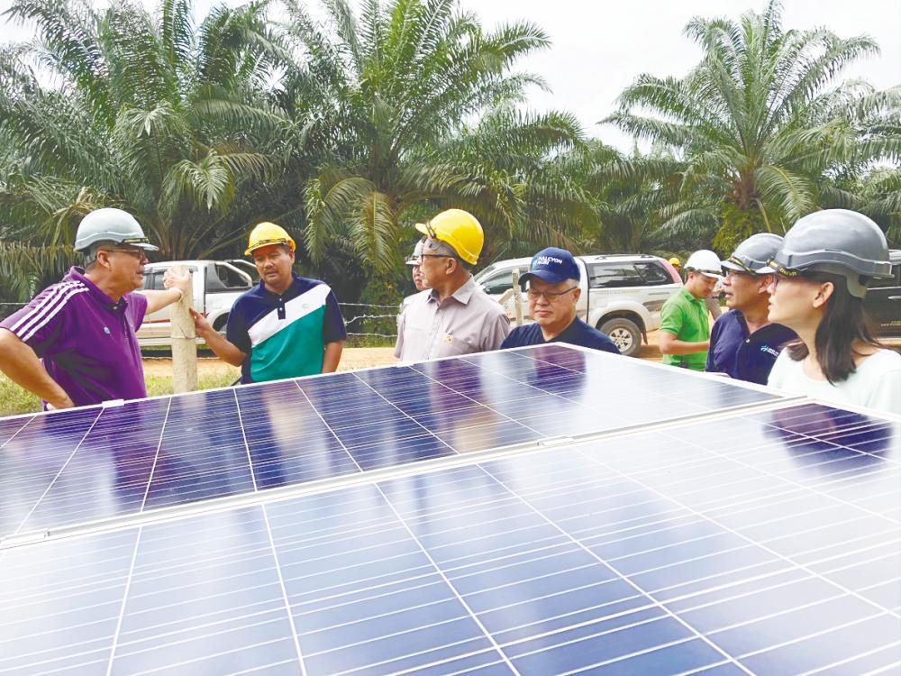 One company is working hard to get a constant supply of water to the palms. It pumps water from a stream up the slopes and lets it run down the rows of palms. The pumps use solar power.