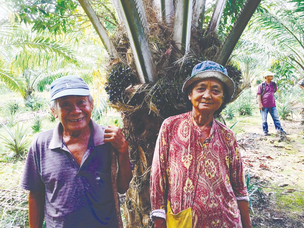 The owners of land that have been more or less idle have done much better with the oil palm that they have planted.