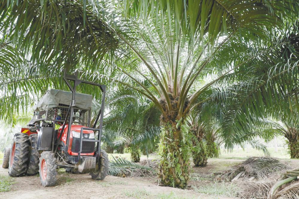 A tractor grabber collects palm oil fruits at a plantation in Pulau Carey. the research unit sees prices remaining below 2021 levels out to 2025, which is still higher than 2015-2019 averages, as palm oil production will slow down significantly in the coming years – REUTERSPIX