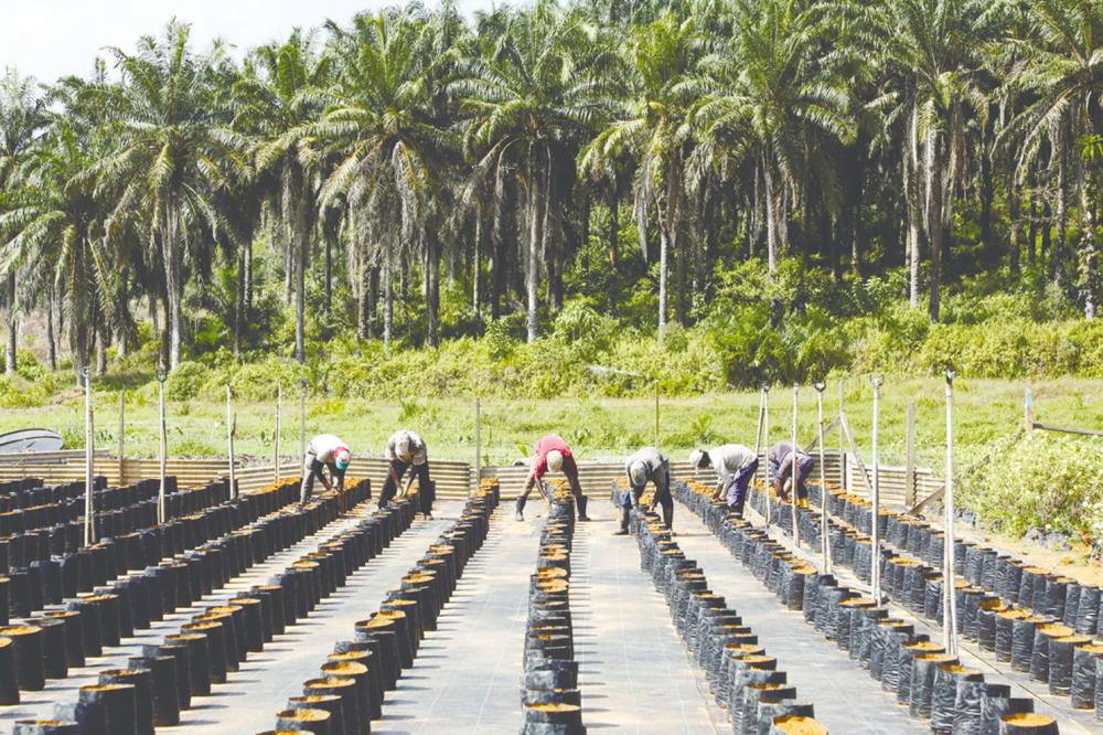 Workers planting oil palm seeds at an oil palm plantation in Slim River. Inter-Pacific Securities head of research Victor Wan says that when worker shortage issues have been addressed, it will translate into higher production and alleviate the supply-demand mismatch. – REUTERSPIX