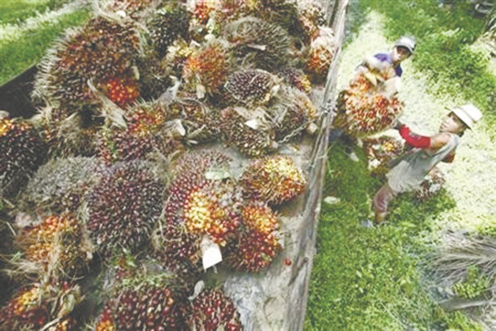 Palm fruits being collected at a plantation in Sepang. – REUTERSPIX