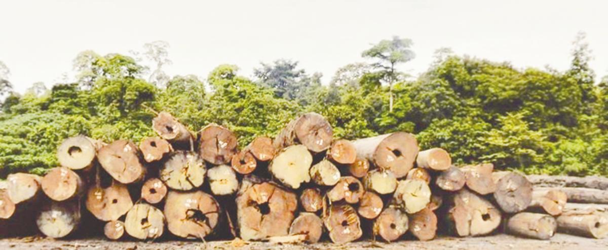 Malaysia’s timber exports include furniture, logs, veneer, plywood and medium-density fibreboard. – Bernama filepic