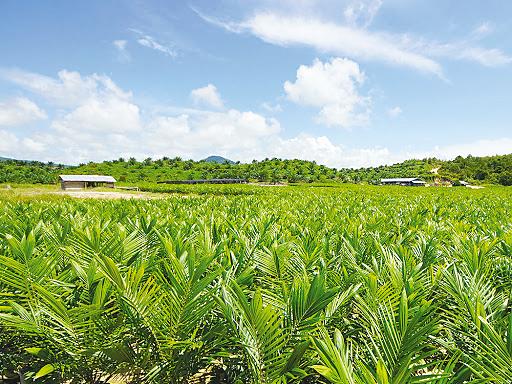 General view of a Kim Loong plantation. – Website pix
