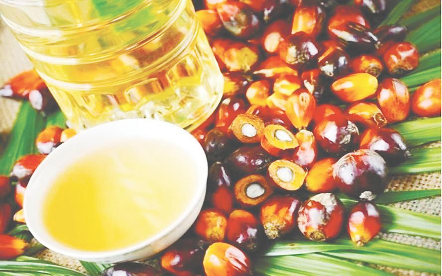 Demand for Malaysian palm oil could rise if Indonesia implements its plan to raise the export levy to support a higher biodiesel usage mandate. – Bernama filepic