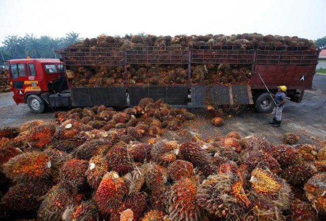 Malaysia Dec palm oil stockpiles seen falling 8.5%