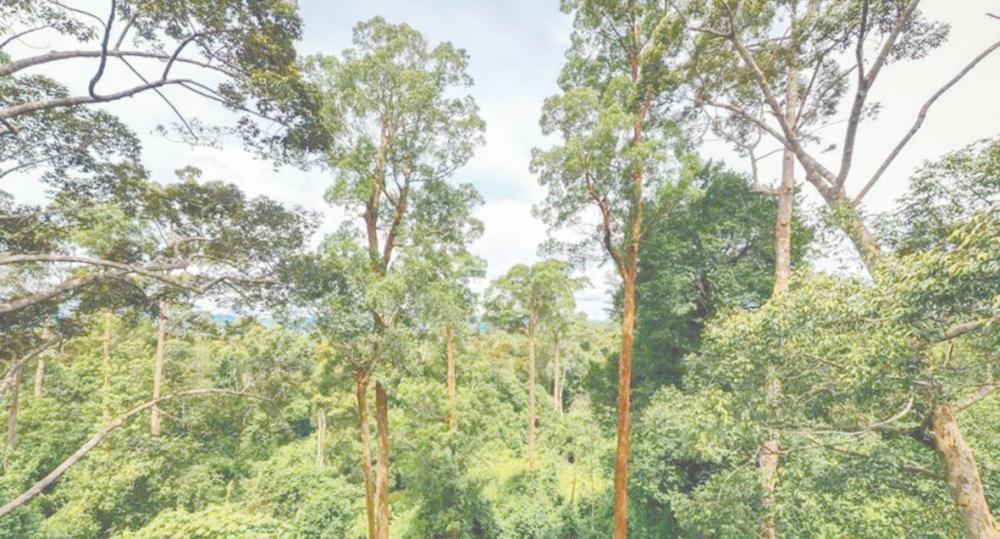 The local timber industry is on the rise from 2025 onwards amid the global shift towards renewable materials, with timber being one of the most sustainable options, the Malaysian Timber Association president says. – Bernama filepic