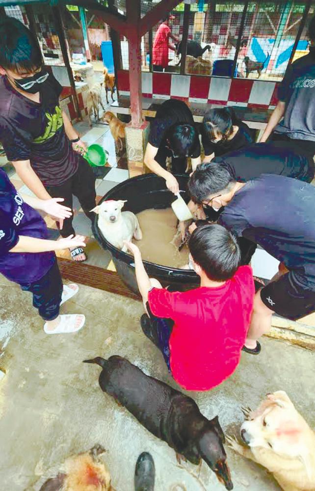 Volunteers giving dogs at an animal shelter an anti-tick medicated bath. – Pic courtesy of Dr Nina Toh (TAR College Johor)