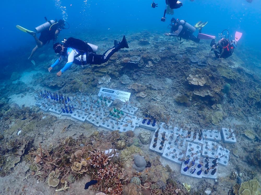$!Divers deploying reef restoration blocks as a part of the activities during the Coral Rehabilitation &amp; Cultivation Sustainability Programme by Watsons Malaysia.
