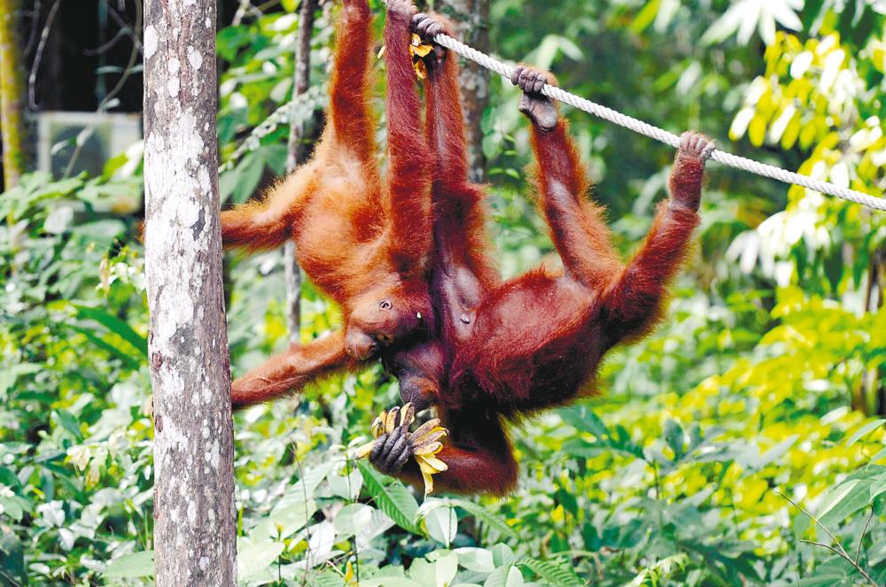 While the orangutan population has stabilised in large forest areas, their numbers declined in forest patches within oil palm landscapes of the eastern lowlands of Sabah. – Bernamapix