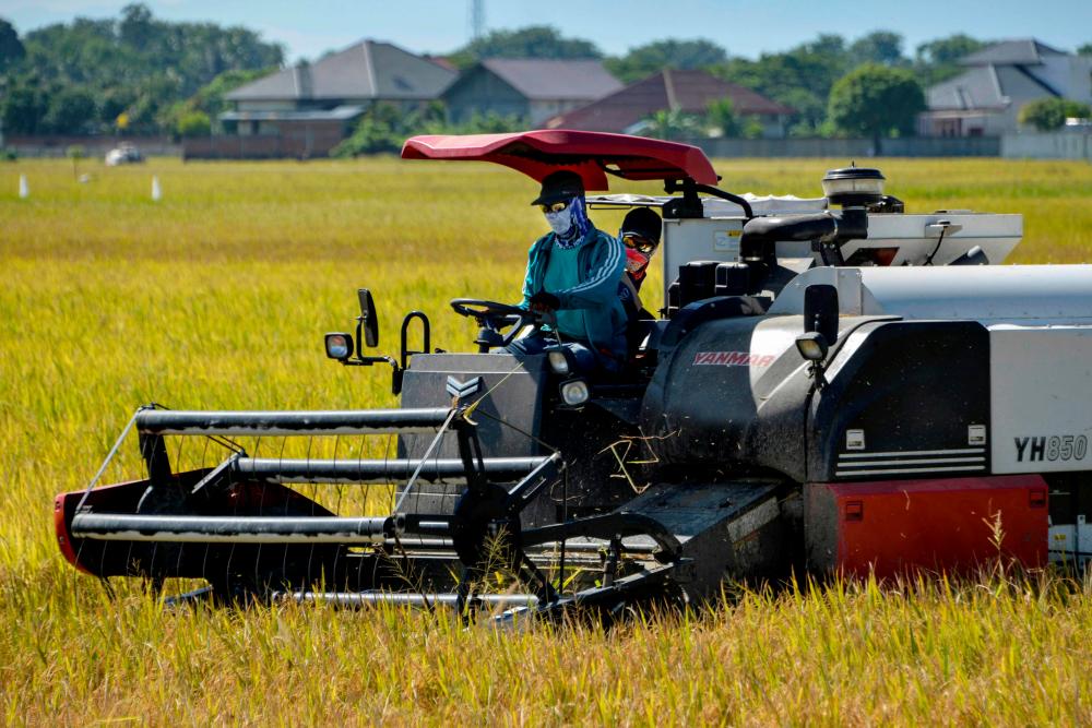 A farmer operating a combine during harvest season at a padi field in Lambaro, Aceh province, on Tuesday. Indonesia has started a food-bank estate project, which eventually will span nearly 800,000 hectares, to grow padi, cassava and corn. – AFPPIX