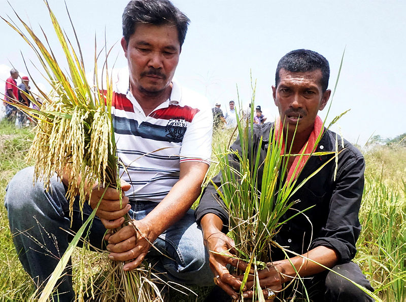 Farmers Zulkifli Ramli (R) and Oii Jee Kok show crops affected by rat infestation and prevalence of other pests, on Aug 19, 2019. — Bernama