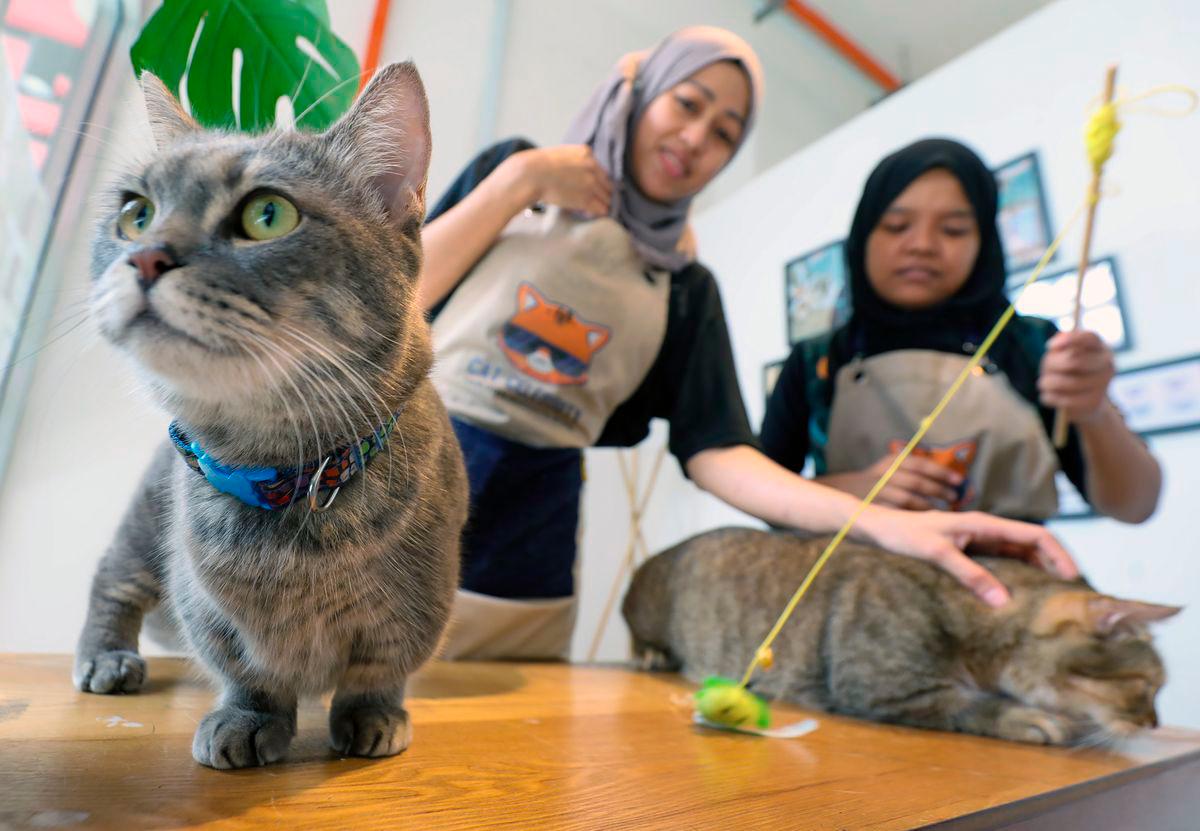 Siti Aisyah said partnerships between psychology and veterinary departments could lay the foundation for a Malaysian model of AAT. – AMIRUL SYAFIQ/THESUN