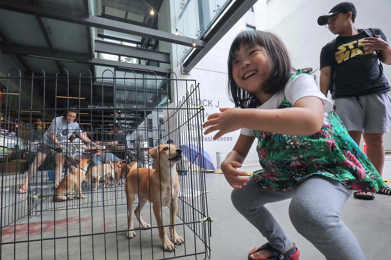 Praveena said it is essential to promote responsible pet ownership and prioritise adoption over buying to reduce demand for purebred cats and dogs. – ADIB RAWI YAHYA/THESUN