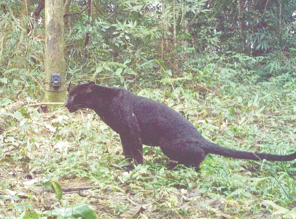 Garcia highlighted the importance of rallying Malaysians to support conservation of panthers as many are unaware of their endangered status. – PIC COURTESY OF WWF