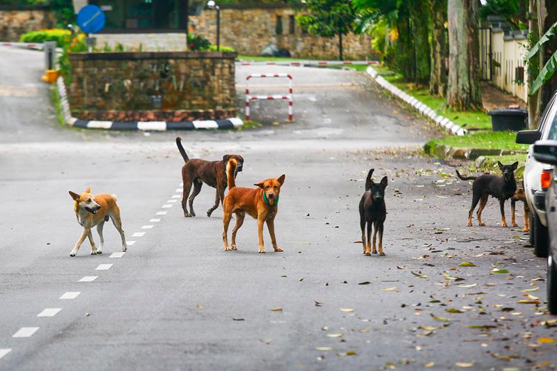 Teh said by viewing strays as undeserving of care and coexistence, students may grow up seeing them as threats. - ADAM AMIR HAMZAH / THESUNpix