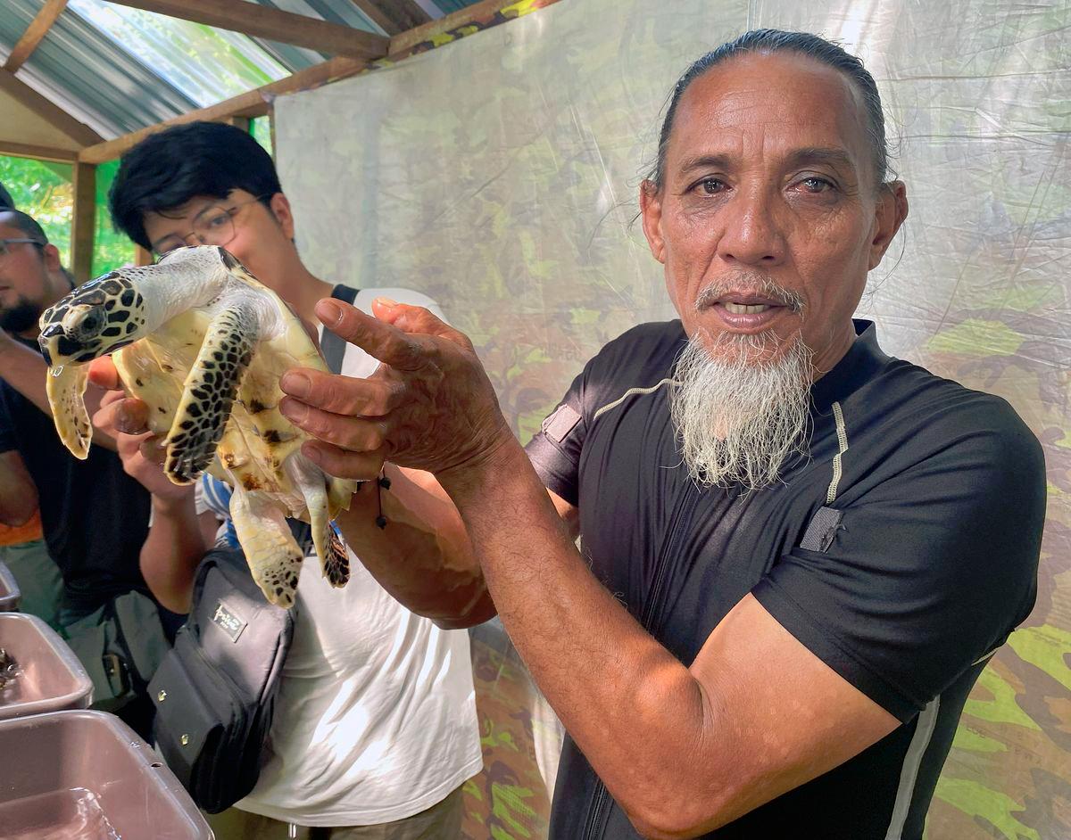Mohd Don said if the hatchlings survive to adulthood, they will return to the exact beach they were born. – Harith Kamal/theSun
