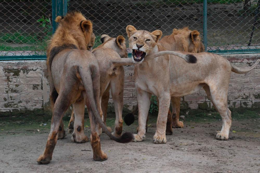 In this picture taken on August 3, 2022, lions are seen at their enclosure at the Lahore Safari Zoo in Lahore. A Pakistan zoo is auctioning a dozen lions next week to free up space for a pride that won’t stop growing. AFPPIX