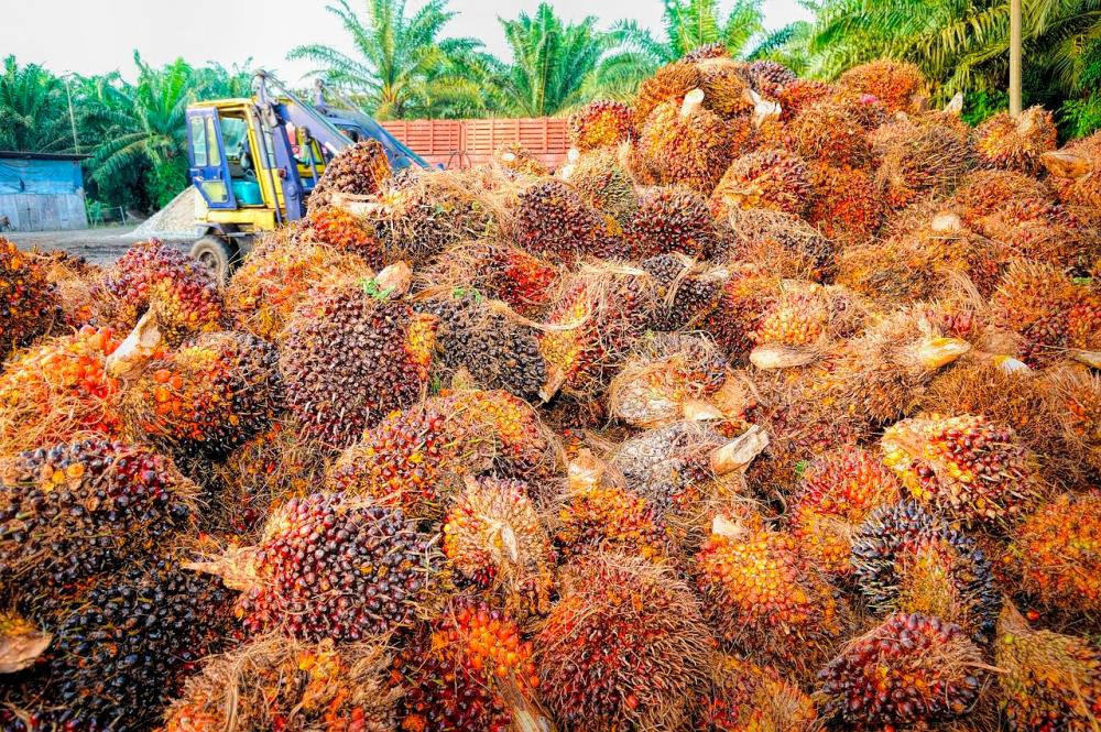 Malaysia cuts crude palm oil export duty for June to zero